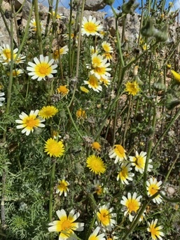 S'Albufera Natural Park