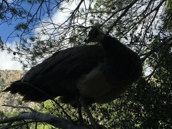 Tramuntana Mountains