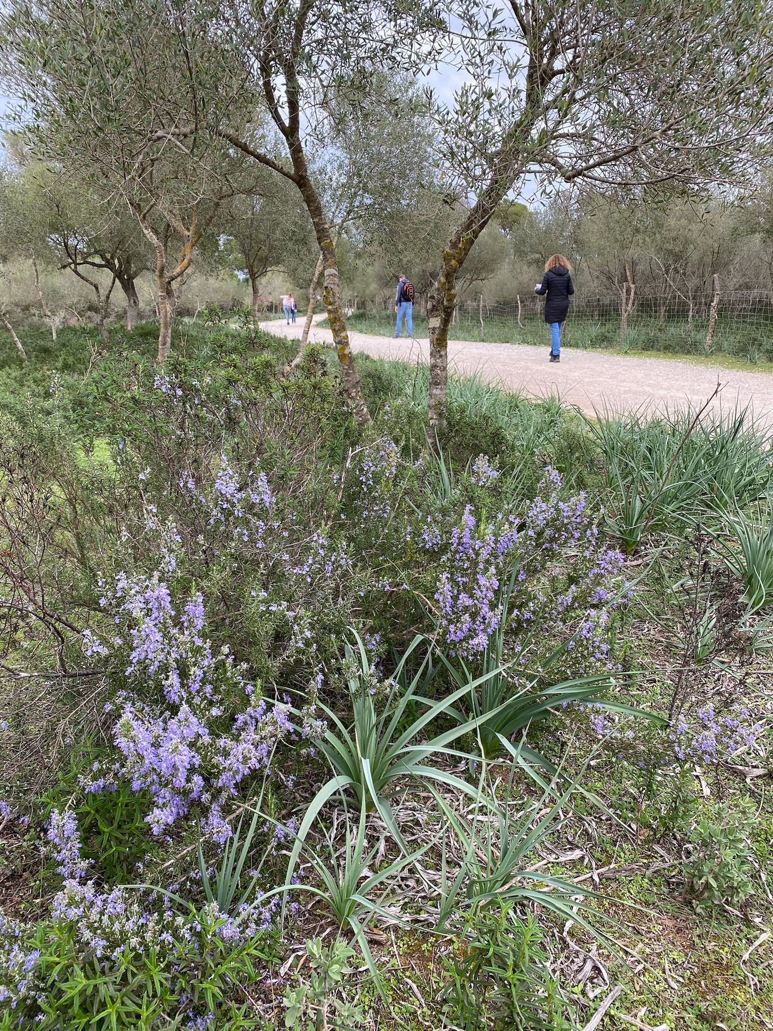 Parc Natural de s'Albufera de Mallorca