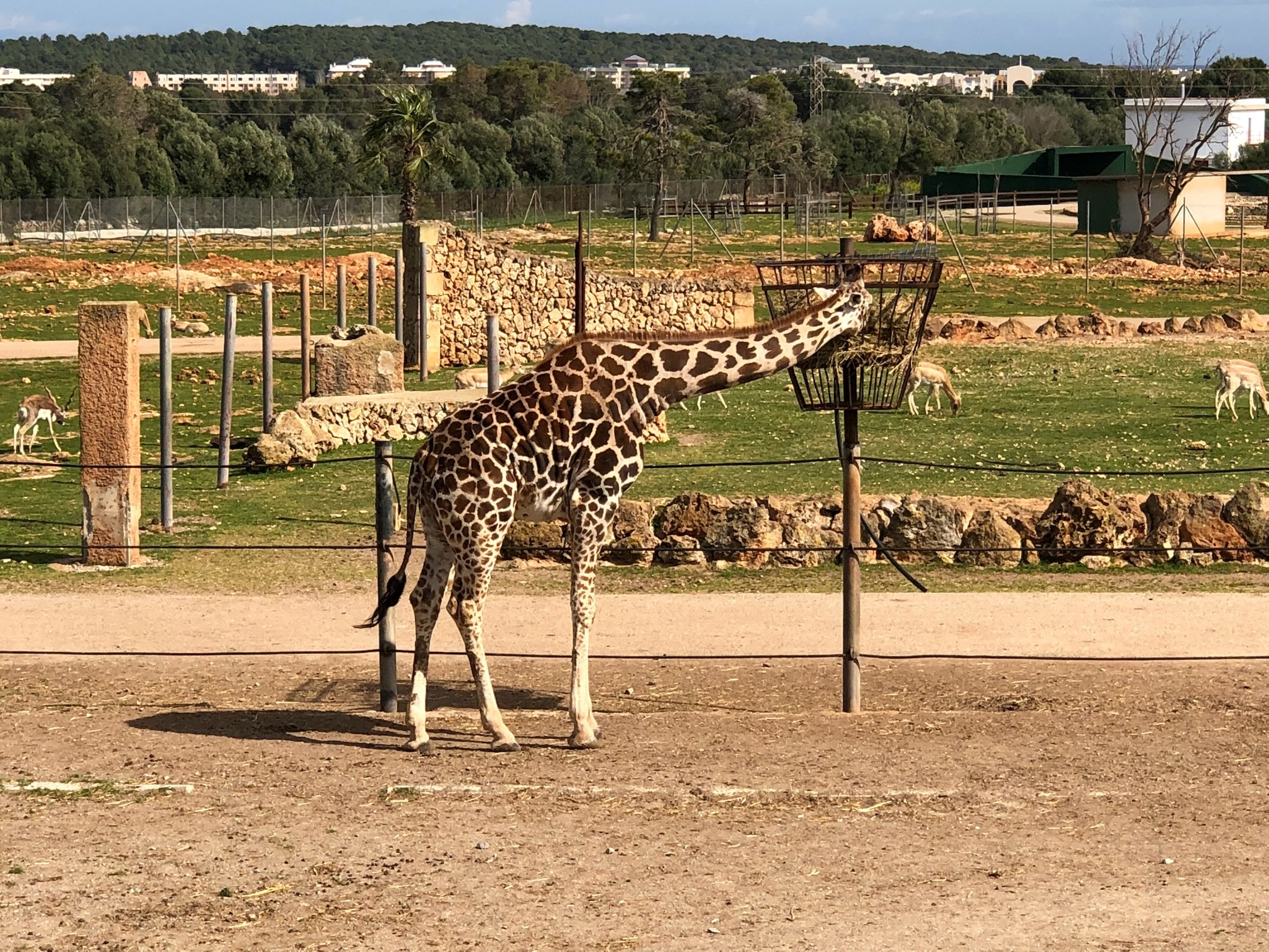Safari Zoo Mallorca