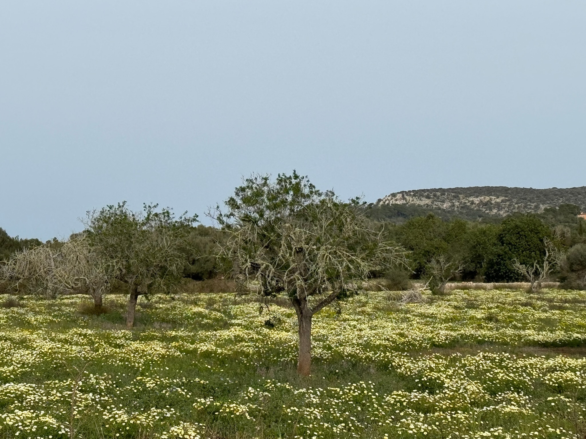Cas Concos des Cavaller