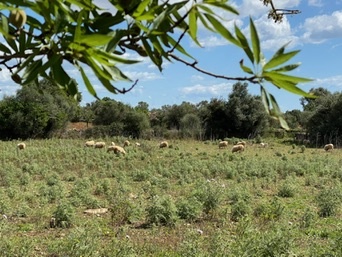 Santanyí