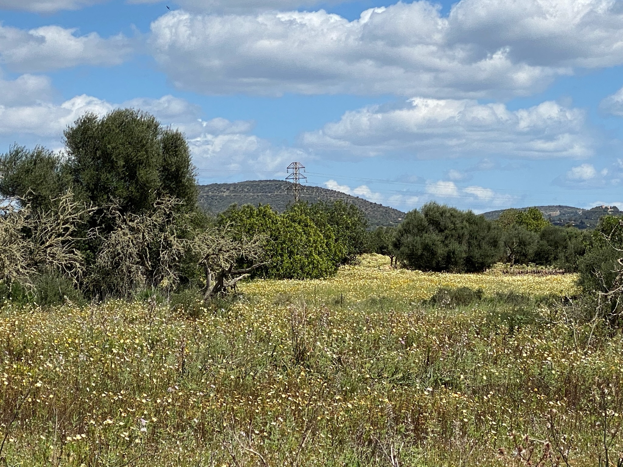Santanyí