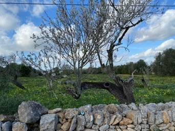 es Llombards