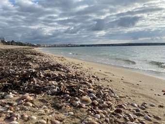 Es Pil·larí