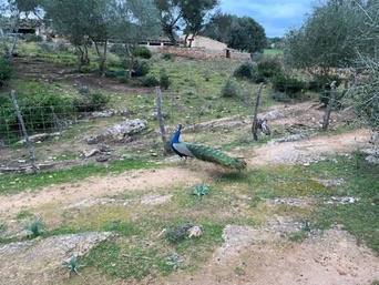 Son Bauló