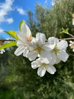 Santanyí