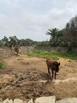 Calonge
