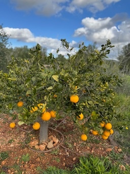 Santanyí