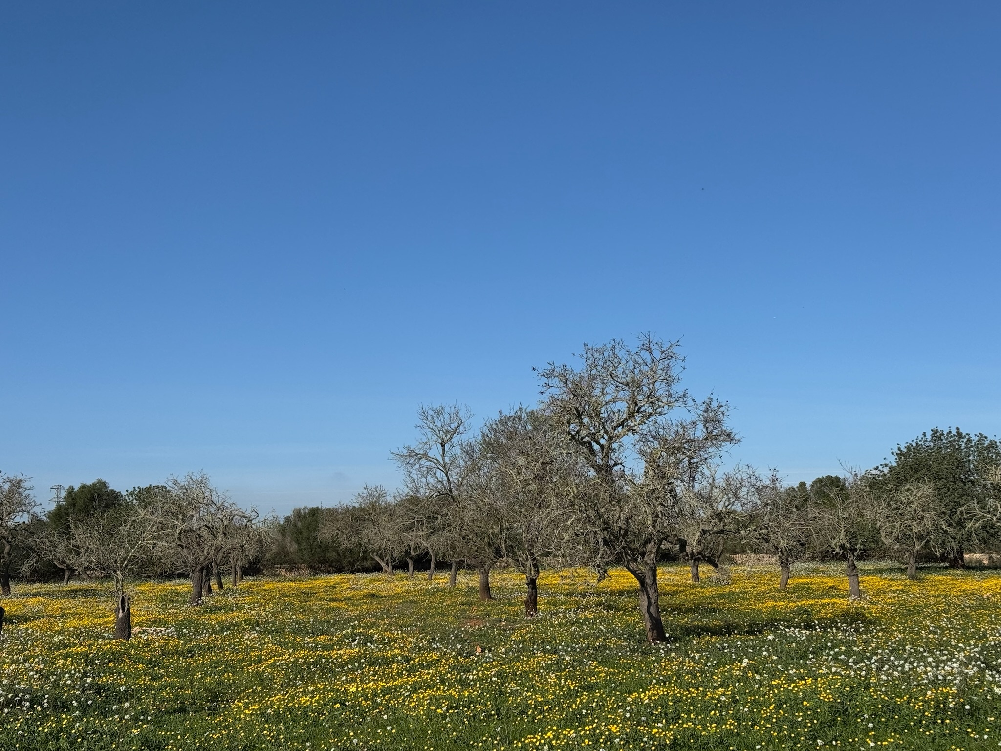 Santanyí