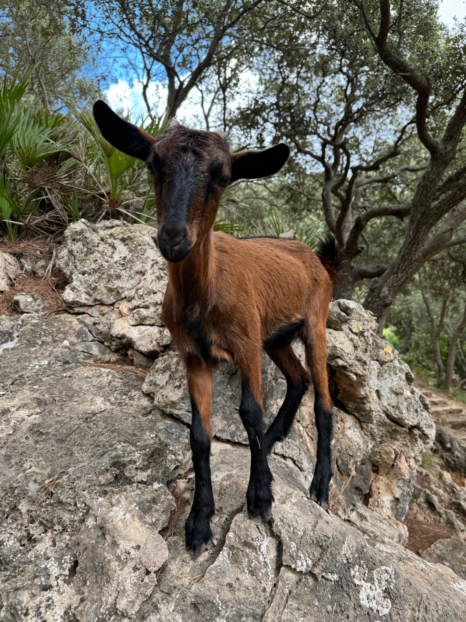 Galilea