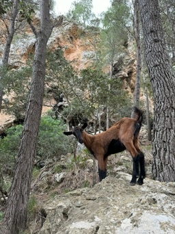 Galilea