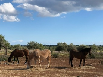 Santanyí