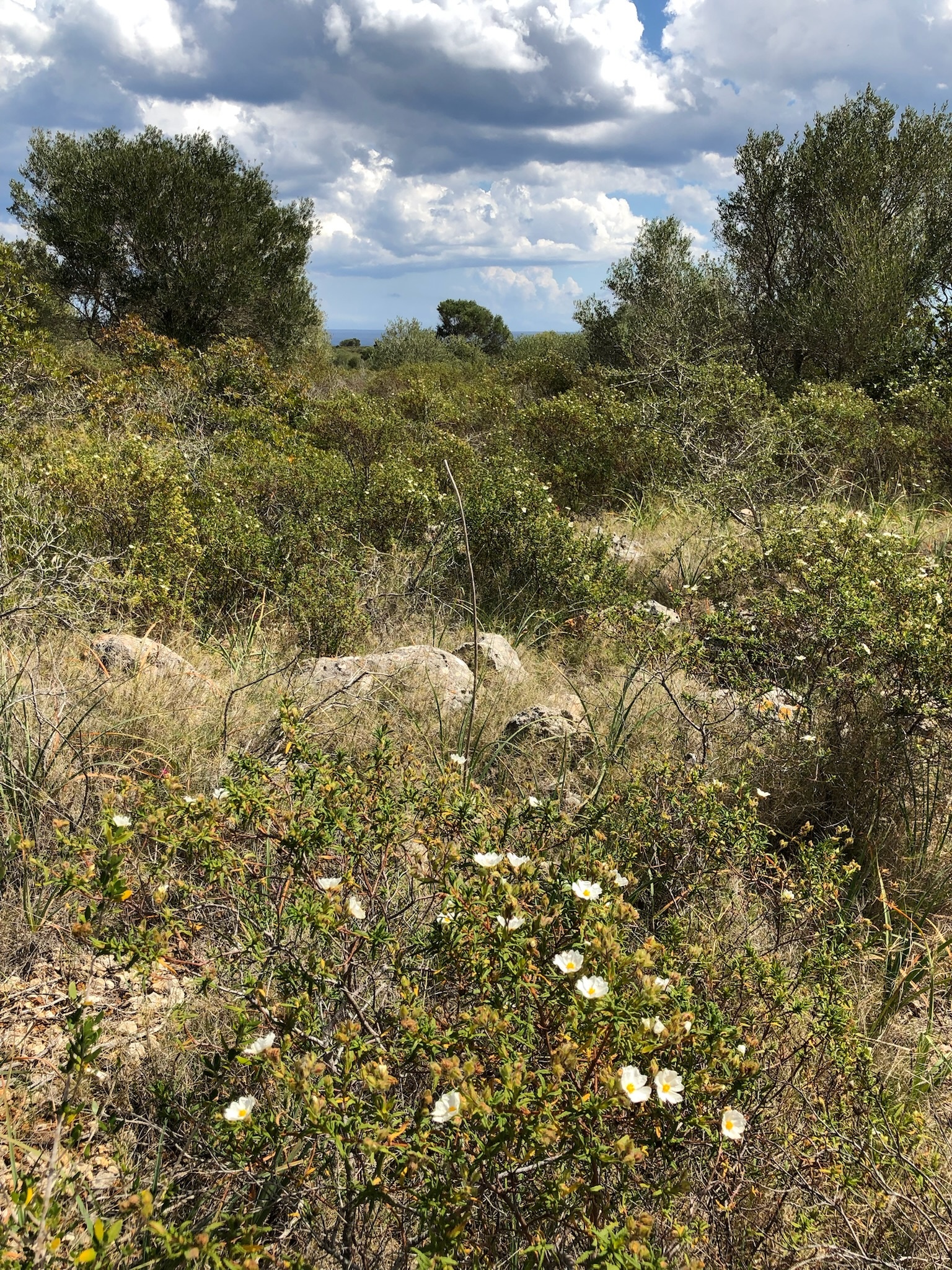 Cales de Mallorca