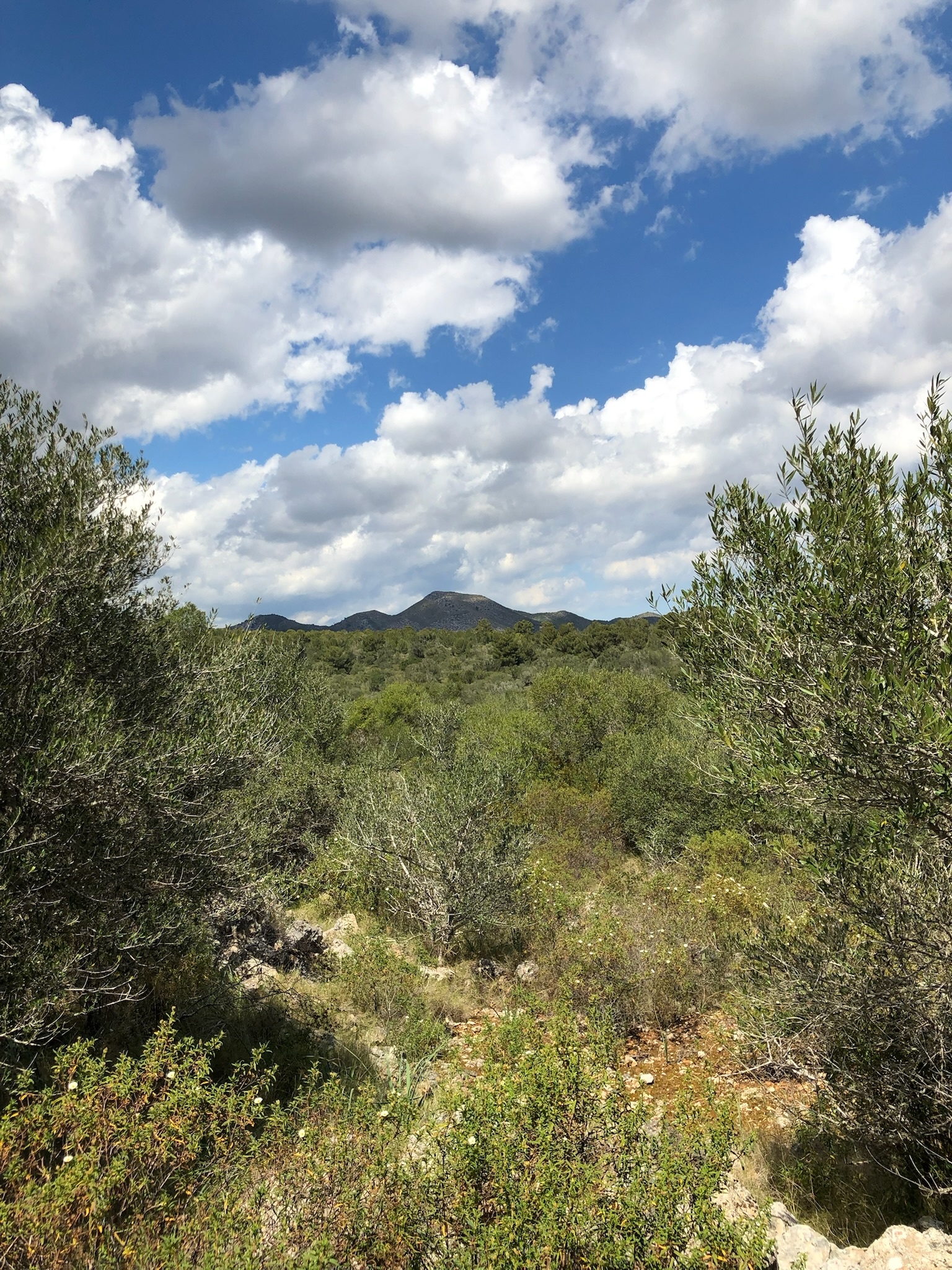Cales de Mallorca