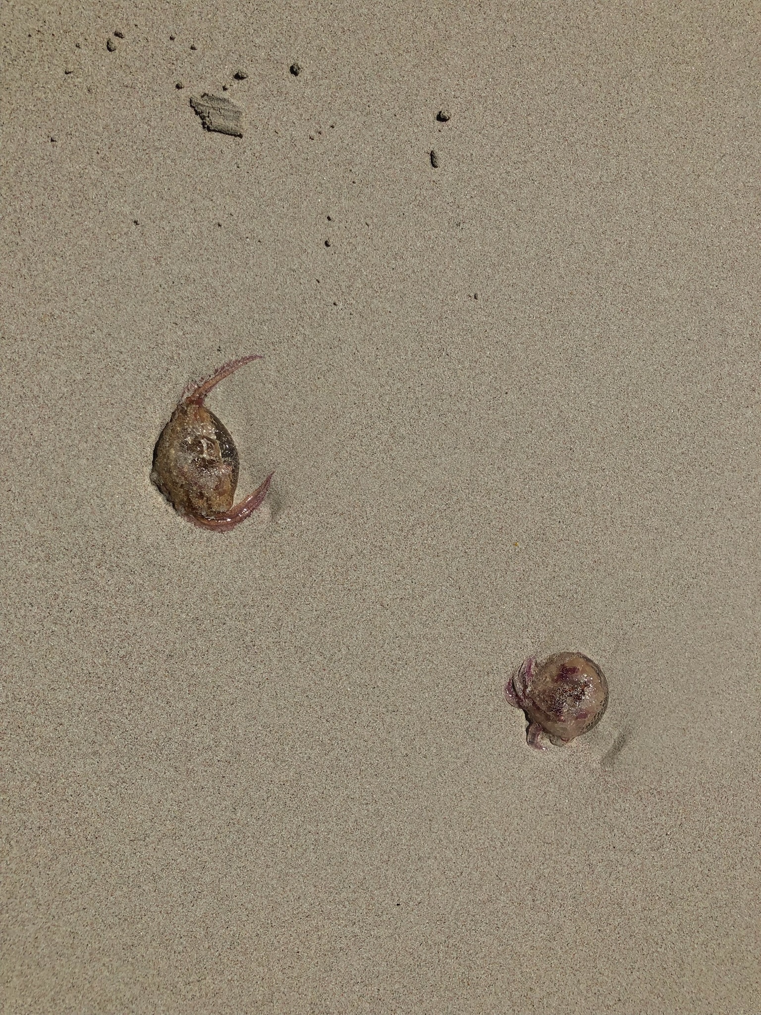 Portopetro