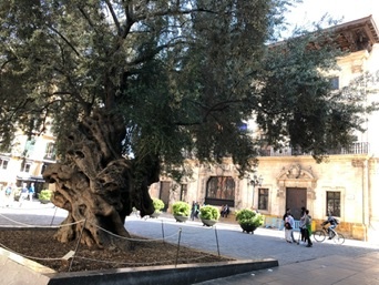 Palma