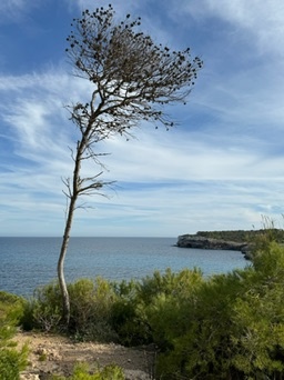 Portopetro