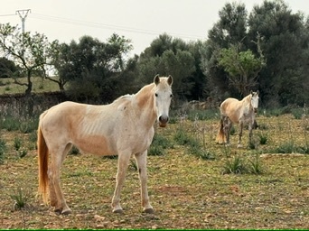 Santanyí