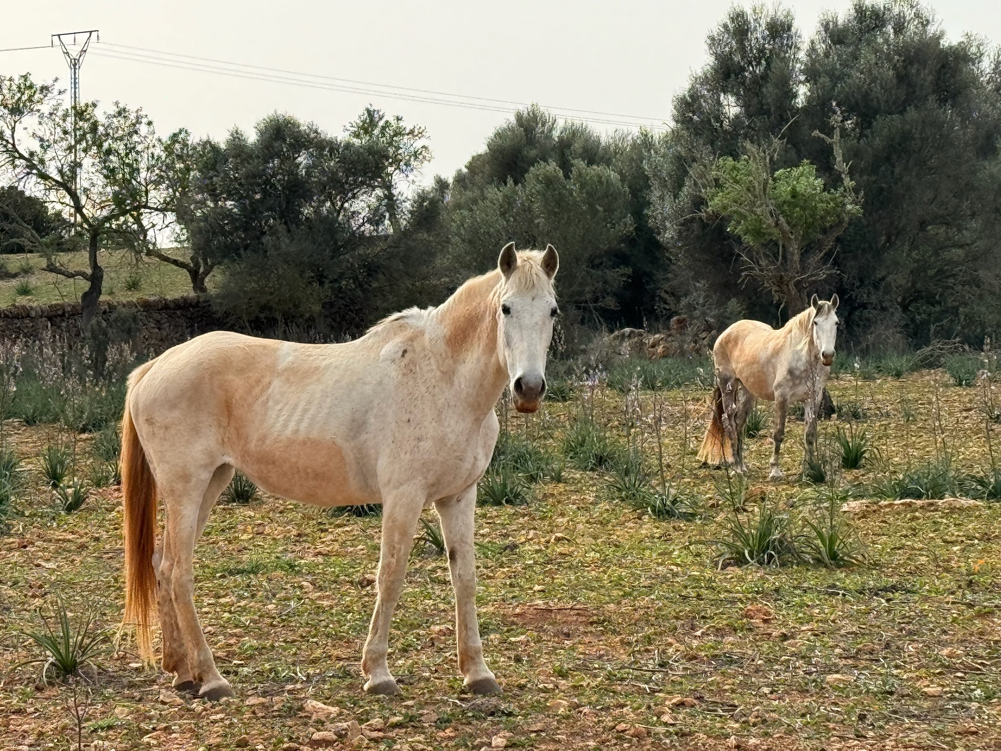 Santanyí