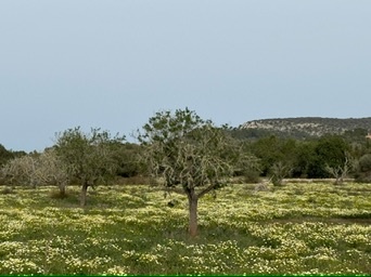 Cas Concos des Cavaller