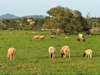 Santanyí