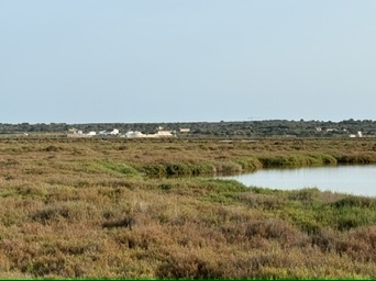 ses Covetes