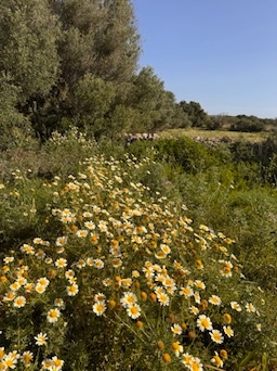 Santanyí