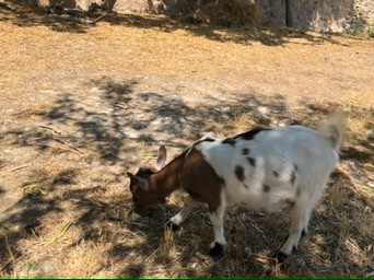 Sant Joan