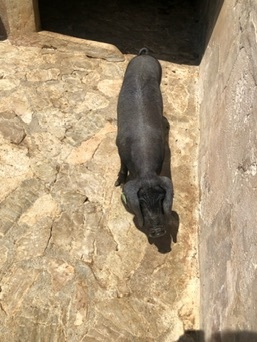 Sant Joan
