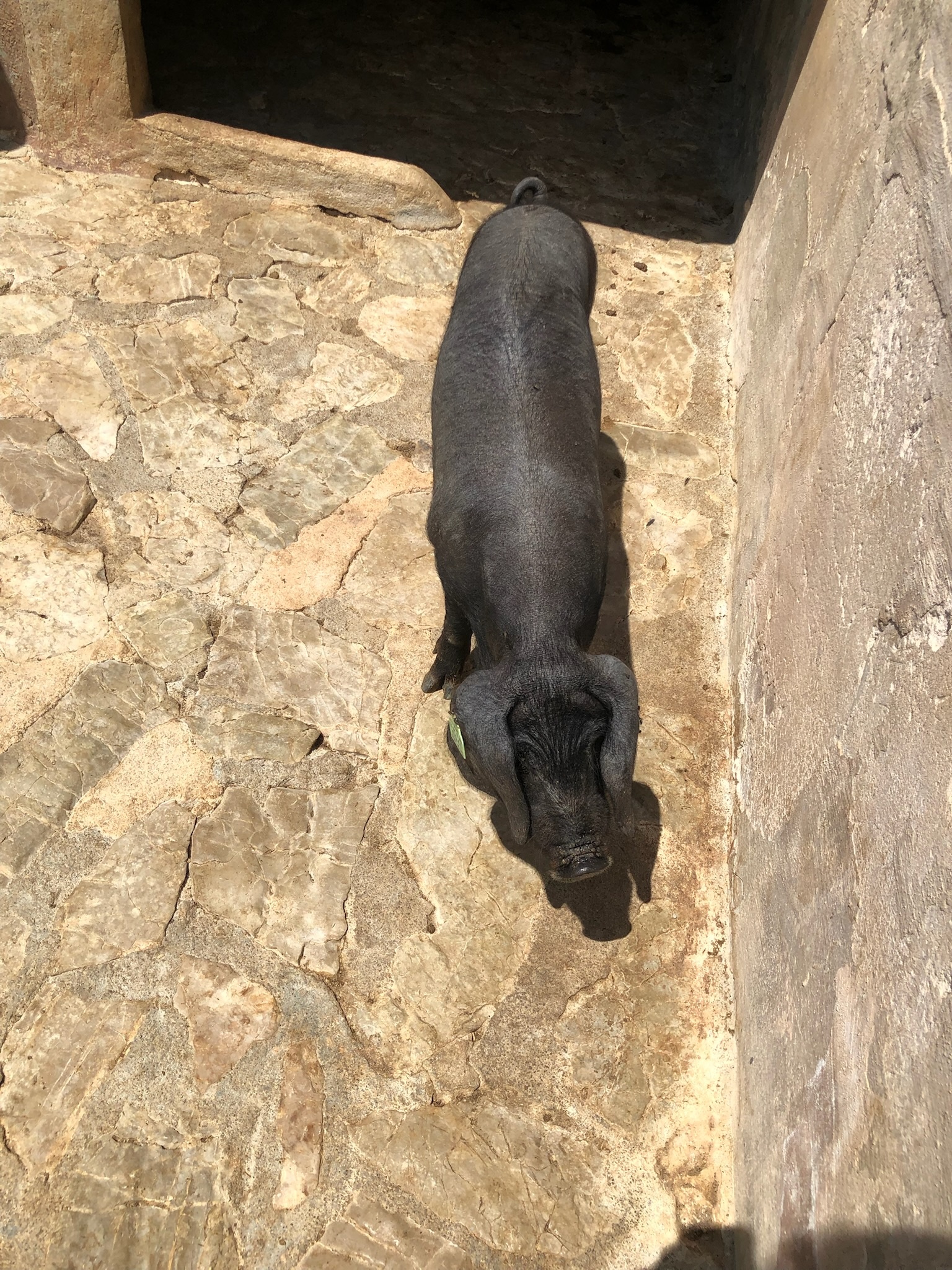 Sant Joan