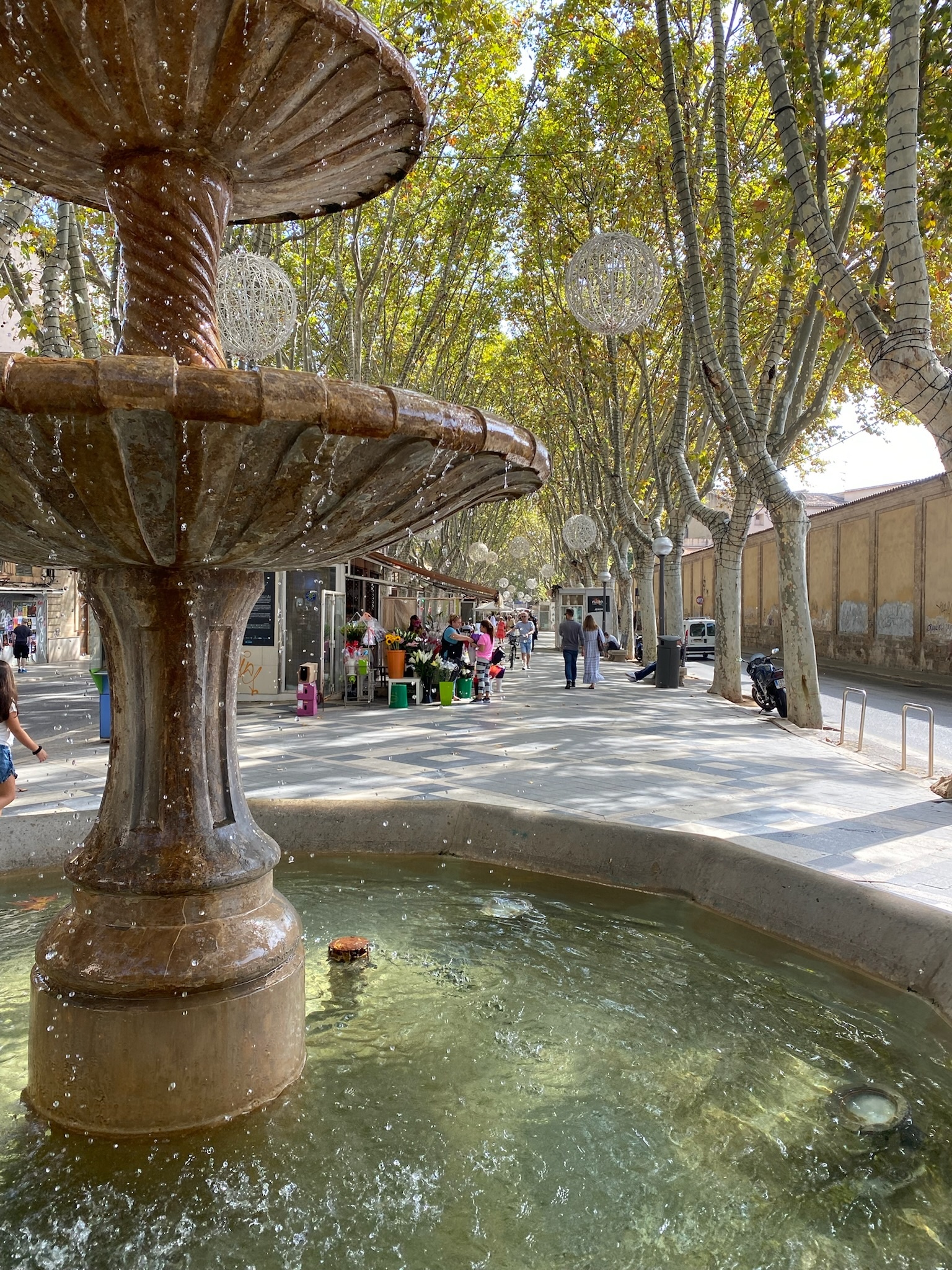Palma