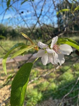 Santanyí