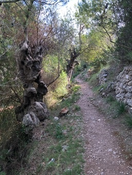 Puerto de Sóller