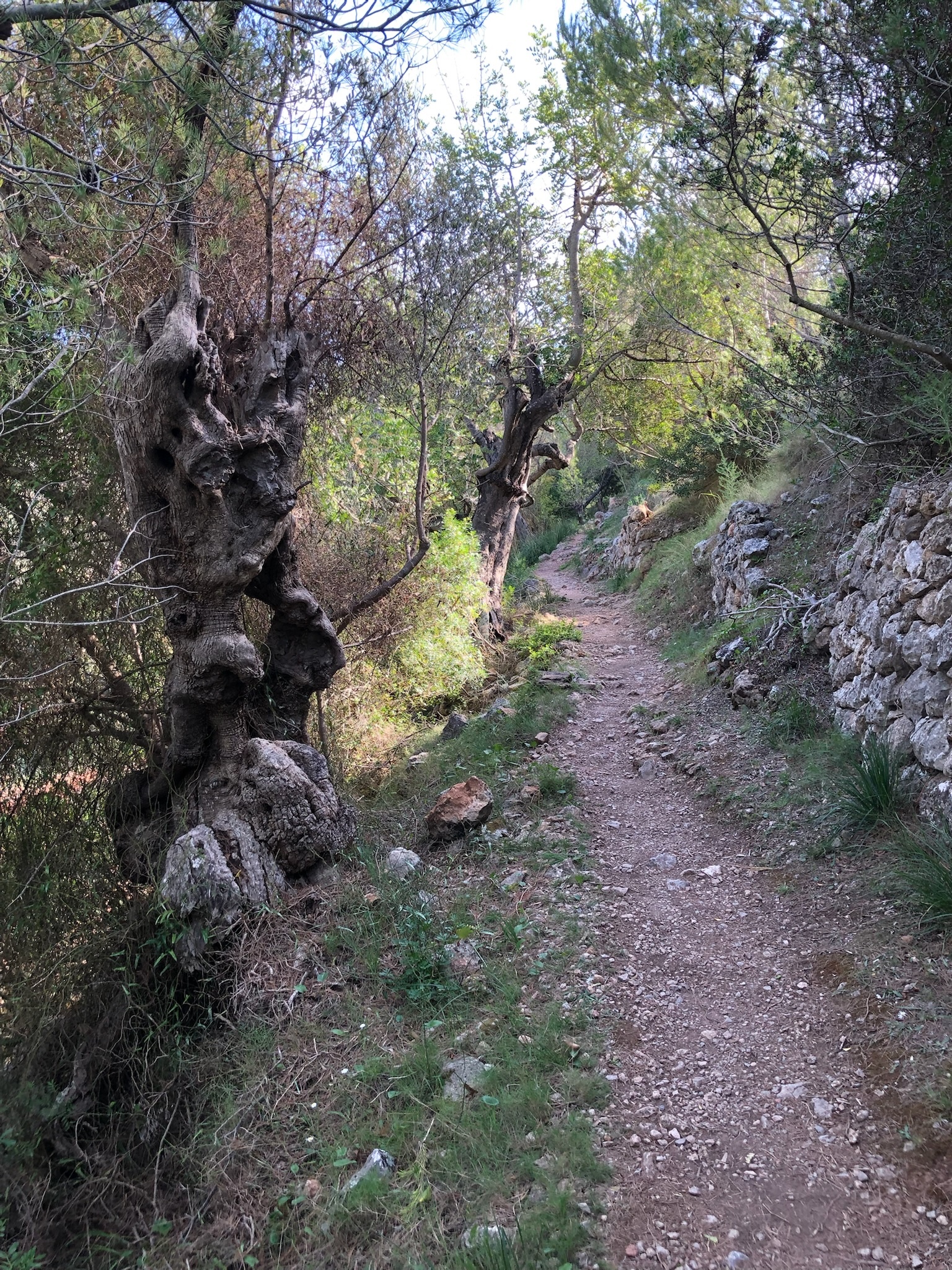 Puerto de Sóller
