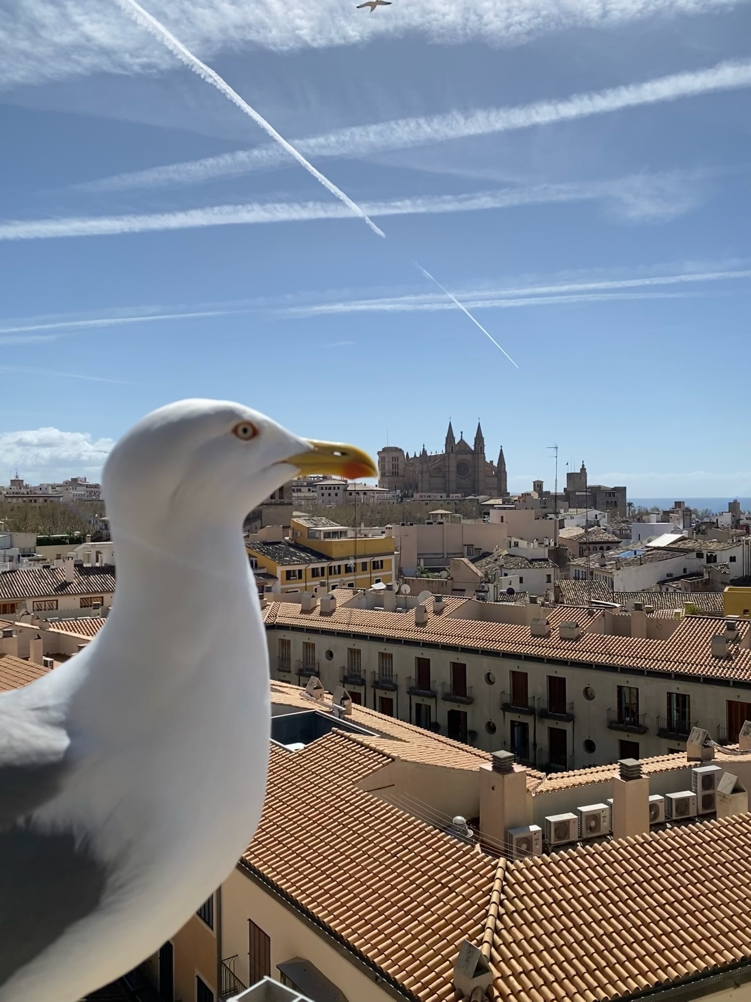 Palma