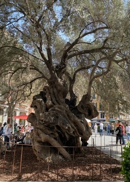 Palma