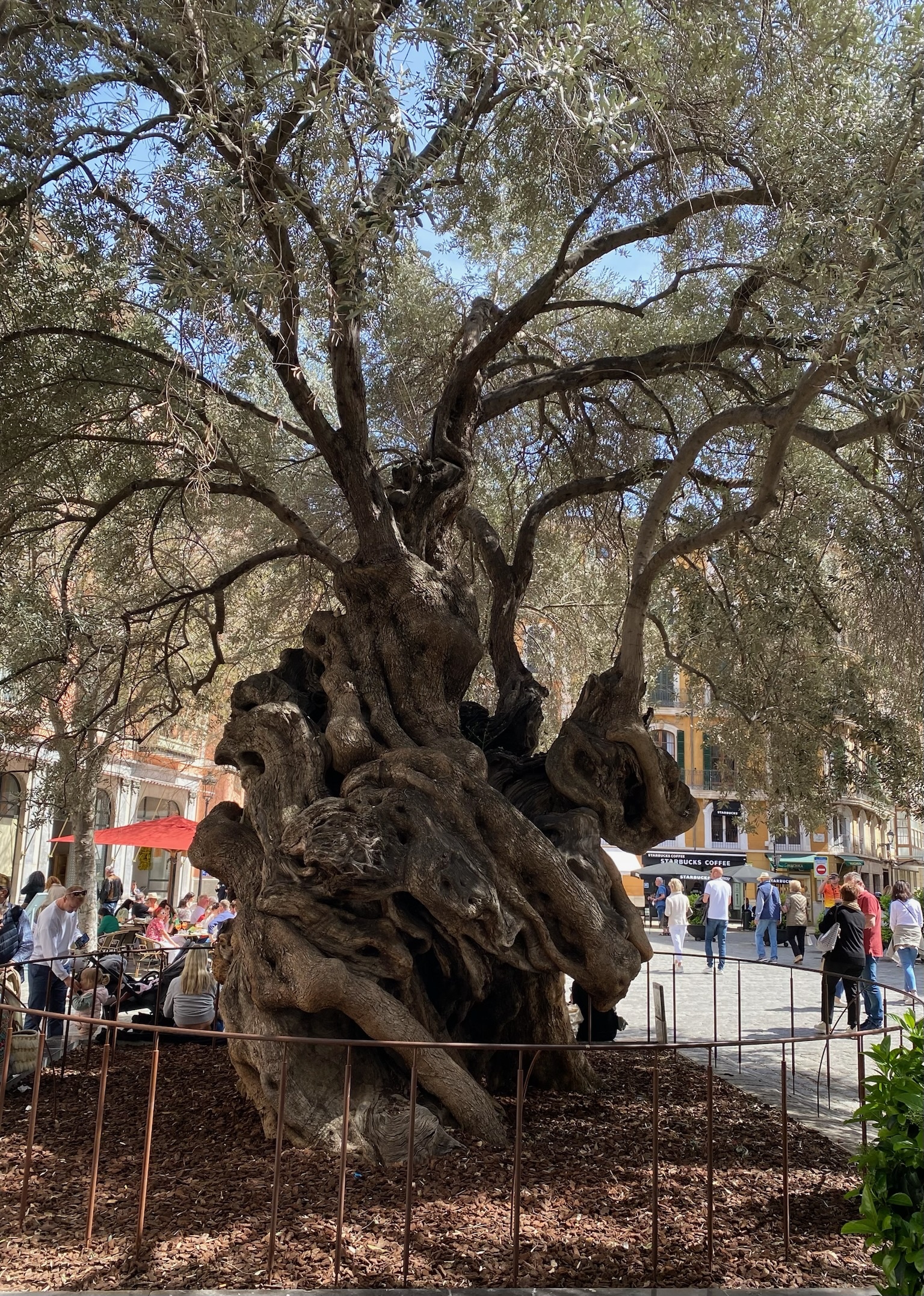 Palma