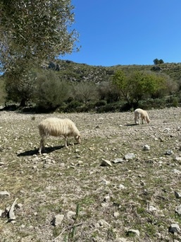Artà