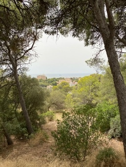 Palma