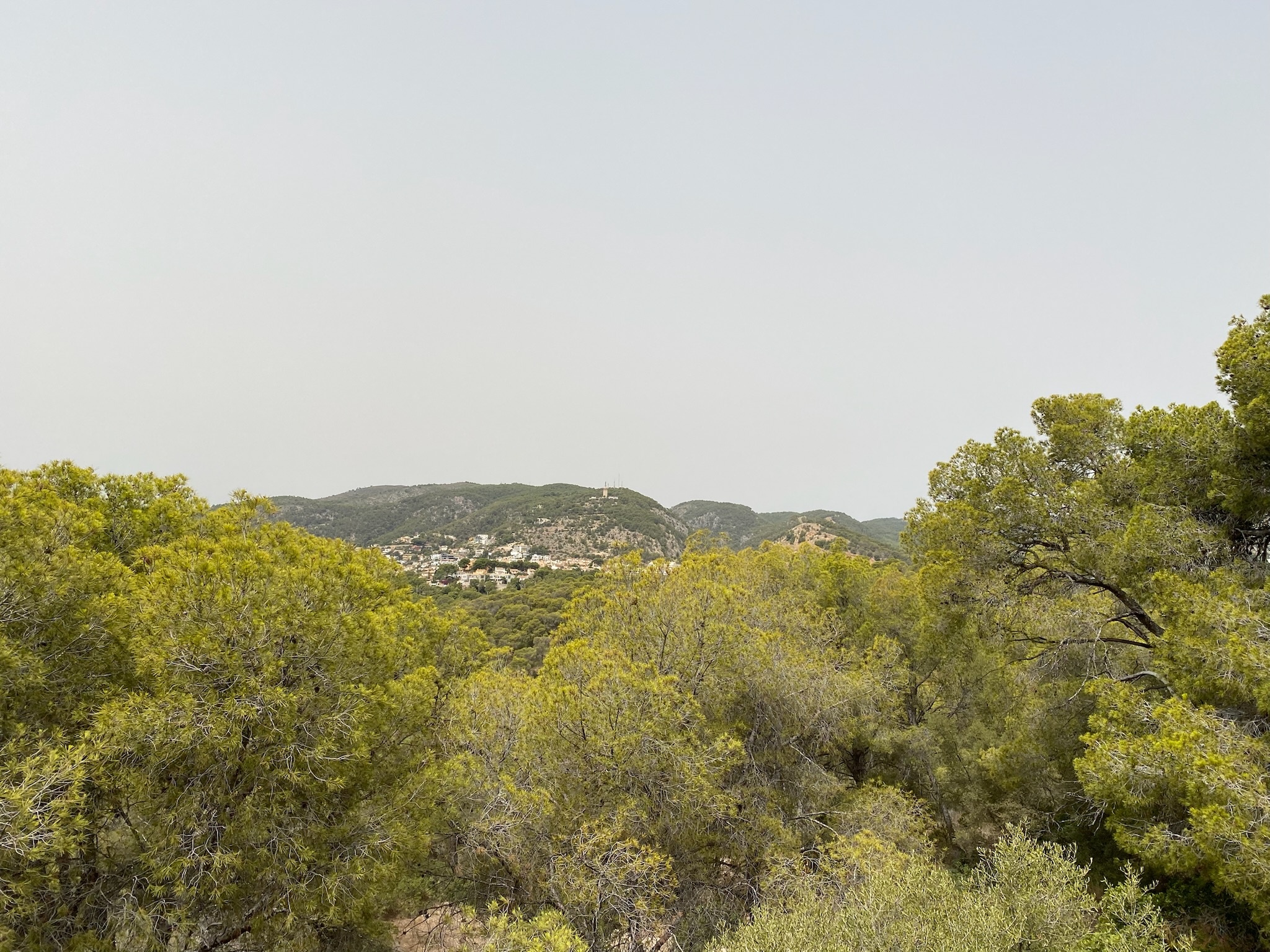 Palma