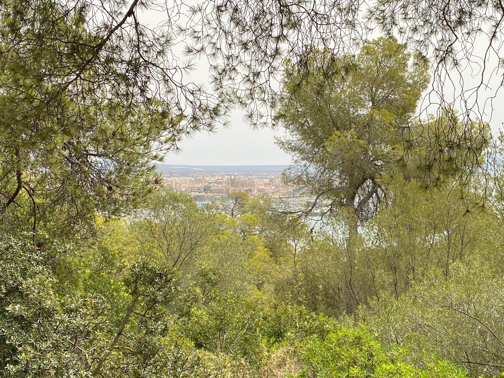 Palma