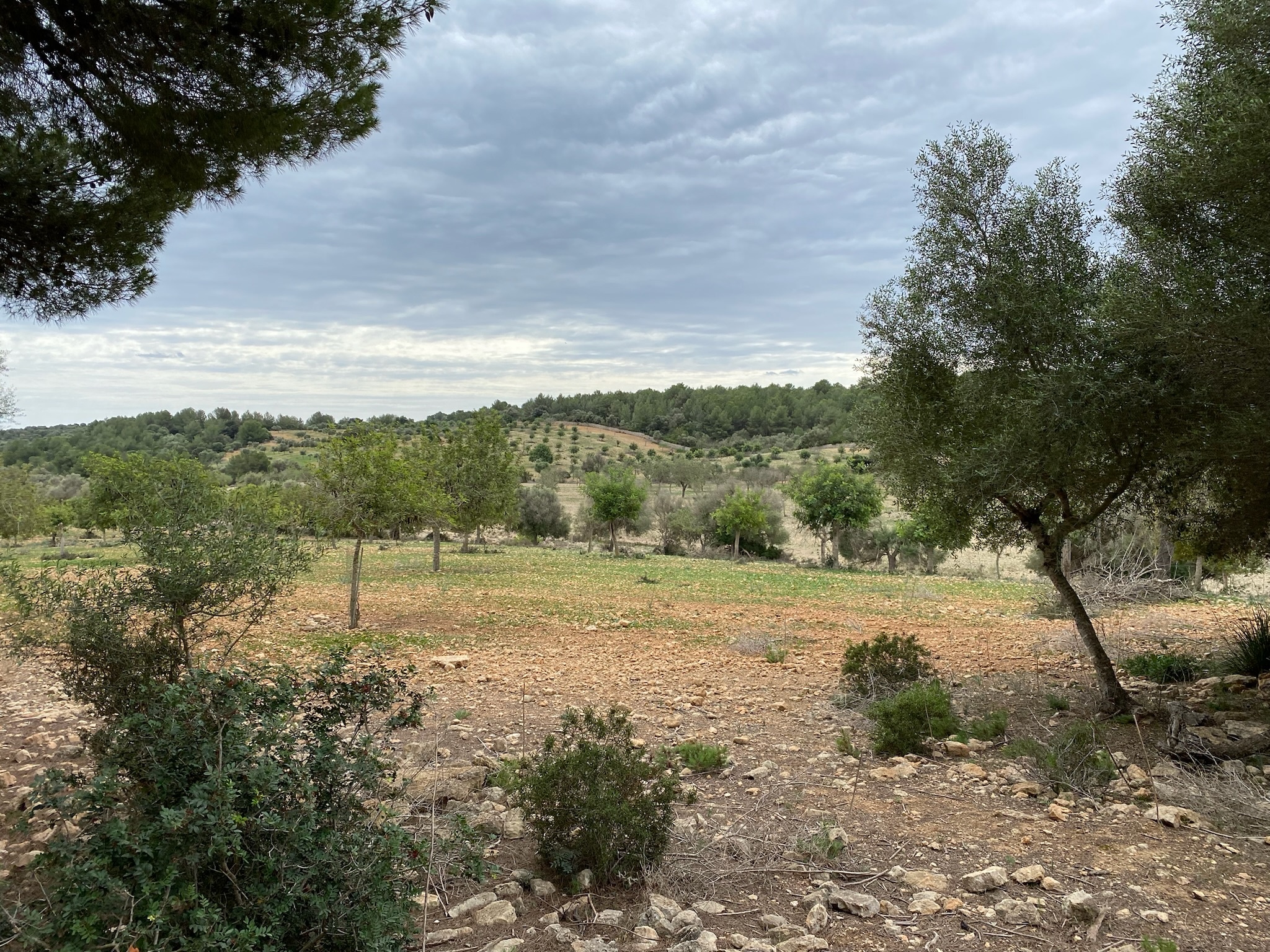 Cales de Mallorca