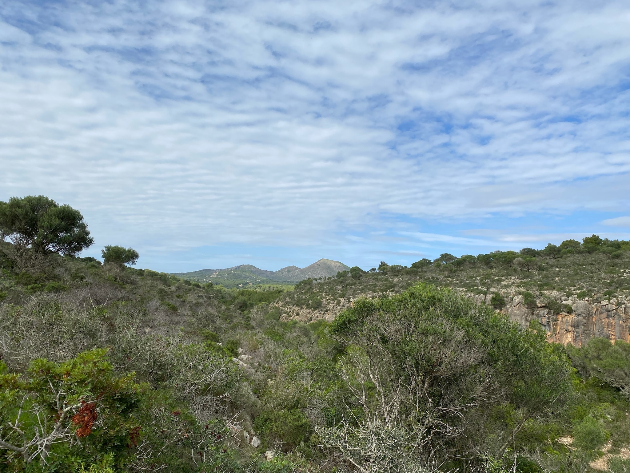 Cales de Mallorca