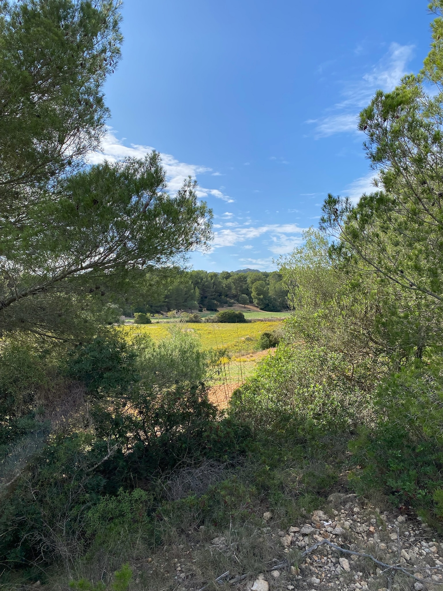 Cales de Mallorca