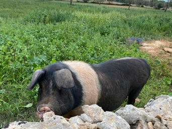 Santanyí