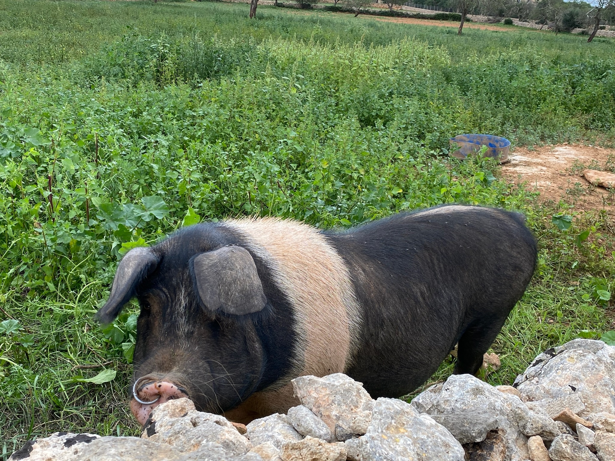 Santanyí