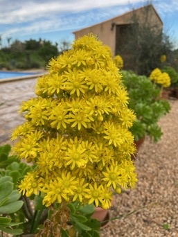 Santanyí