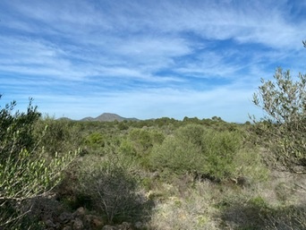 Cales de Mallorca