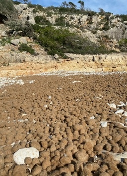 Cales de Mallorca